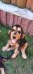 Engl. Cocker-Spaniel Welpen